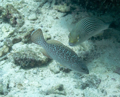 Mycteroperca rosacea