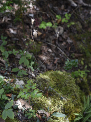 Aquilegia canadensis