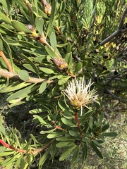 Protea lanceolata