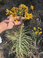 Helianthus salicifolius