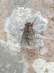Formosemia apicalis