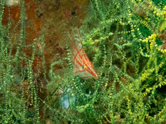 Oxycirrhites typus