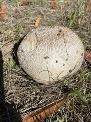 Calvatia