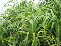 Pandanus odorifer