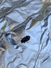 Glischrochilus quadrisignatus