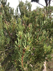 Protea lanceolata