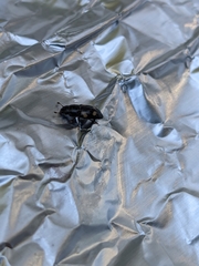 Glischrochilus quadrisignatus