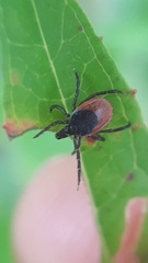 Ixodes