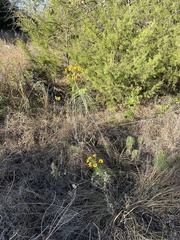 Helianthus salicifolius