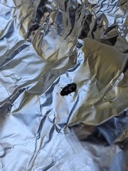 Glischrochilus quadrisignatus