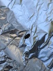 Glischrochilus quadrisignatus