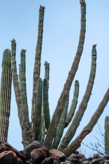 Stenocereus thurberi