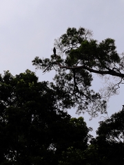 Corvus macrorhynchos