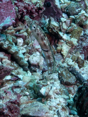 Chaenopsis alepidota