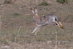 Lepus tolai