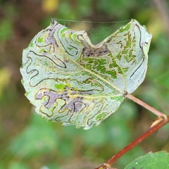 Phyllocnistis labyrinthella