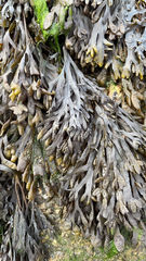 Fucus distichus