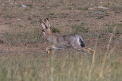 Lepus tolai