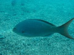 Cephalopholis colonus