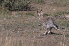 Lepus tolai