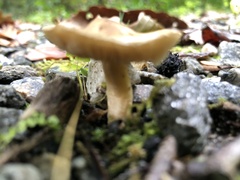 Pseudosperma sororium