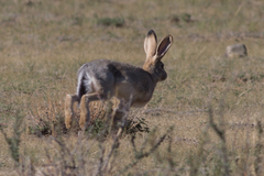 Lepus tolai