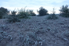 Convolvulus persicus
