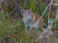 Ochotona dauurica