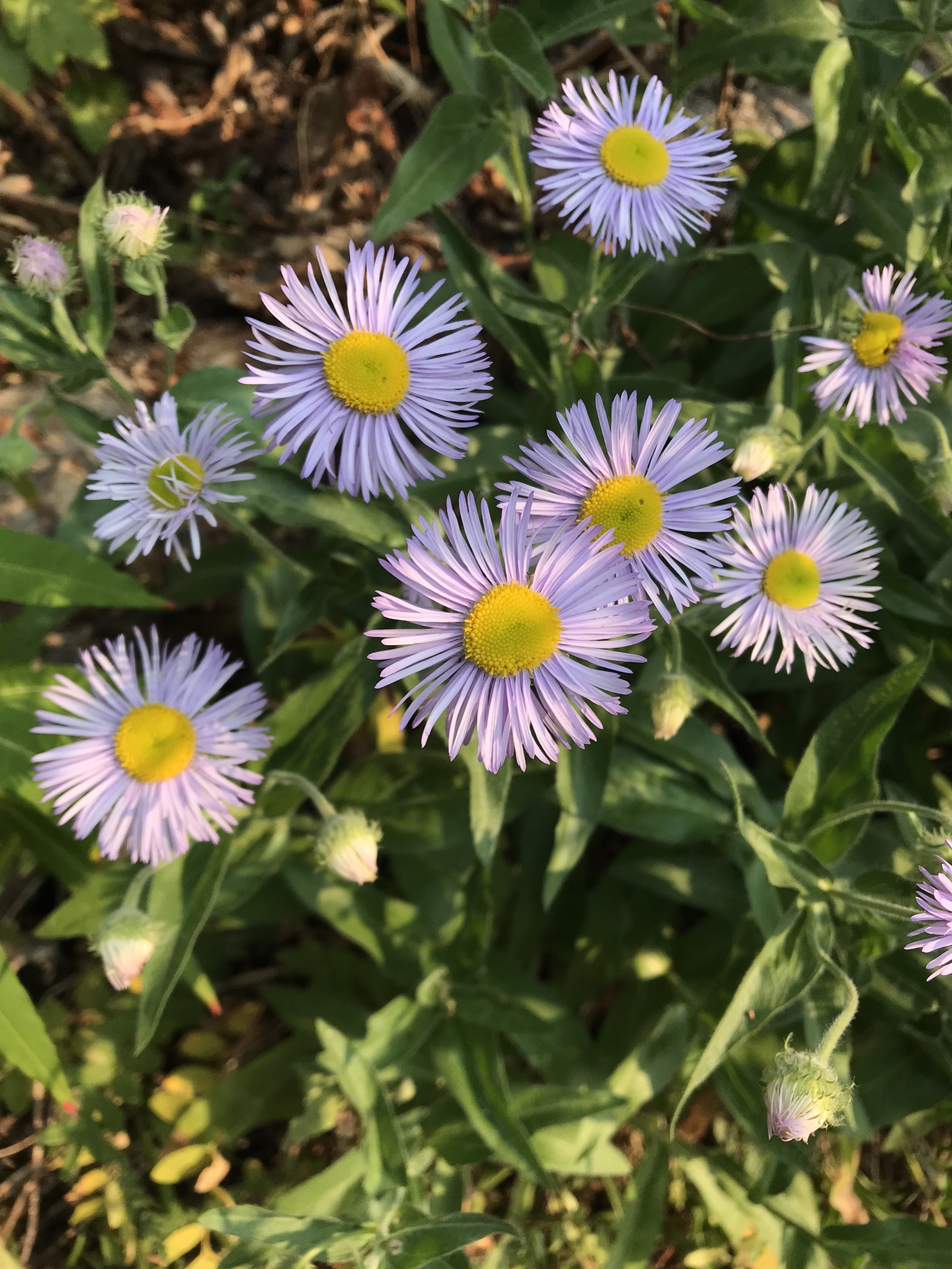 Erigeron subtrinervis