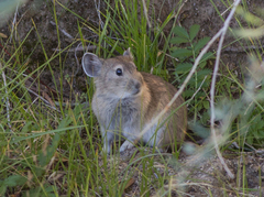 Ochotona dauurica