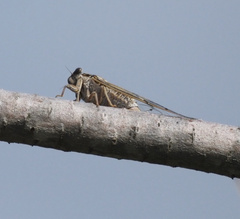 Cicada barbara
