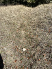 Calvatia