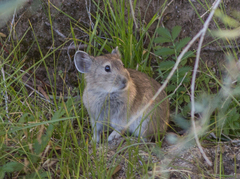 Ochotona dauurica
