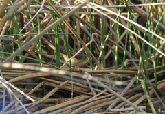 Phleocryptes melanops