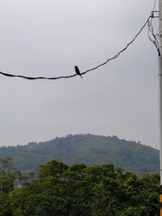Dicrurus macrocercus harterti