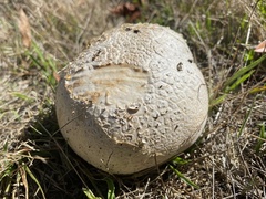Calvatia