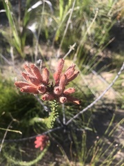 Erica cerinthoides