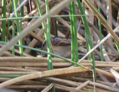 Phleocryptes melanops