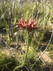 Erica cerinthoides