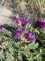 Astragalus lentiginosus diphysus