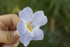 Thunbergia laurifolia