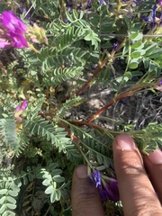 Astragalus lentiginosus diphysus