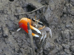 Tubuca coarctata