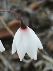 Acis autumnalis