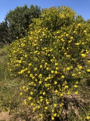 Euryops abrotanifolius