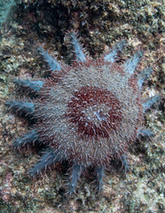 Acanthaster planci
