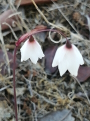 Acis autumnalis
