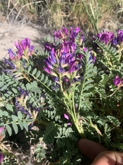 Astragalus lentiginosus diphysus
