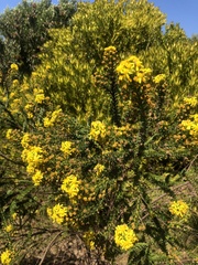 Euryops abrotanifolius