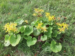 Ligularia